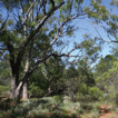 Poplar box woodlands of Eastern Australia: ...